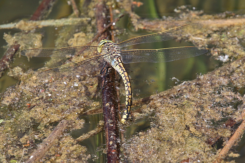 J17_3480 Anax papuensis ovipositing.JPG